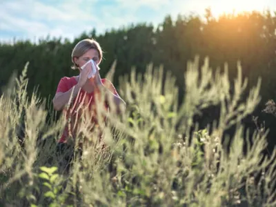 Alerte rouge aux pollens de graminées dans la région