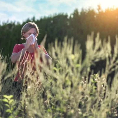 Alerte rouge aux pollens de graminées dans la région