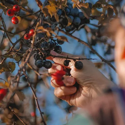 La CUD offrira bientôt des arbres fruitiers à planter dans vos jardins