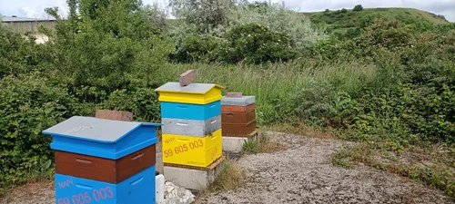 Visite découverte biodiversité : "Le monde de la ruche" – Dunkerque...